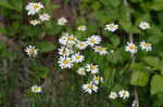 Ox-eye daisy